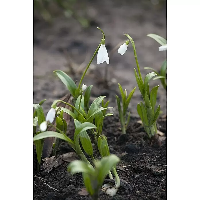 Piardino Frühlingsblumenzwiebeln Schneeglöckchen - Galanthus nivalis - Mehrere weiße Schneeglöckchen mit grünen Blättern sprießen aus dunkler Erde, einige noch knospend.