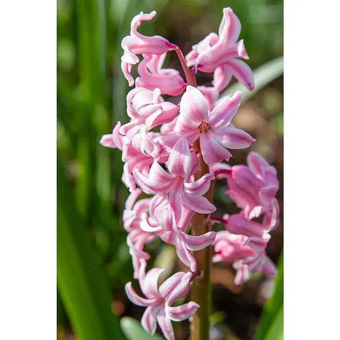 Piardino Frühlingsblumenzwiebeln HyazintheHyacinthus orientalis - Nahaufnahme einer leuchtend rosa Hyazinthe mit sternförmigen Blüten, die ihre elegante Schönheit im Sonnenlicht offenbart.