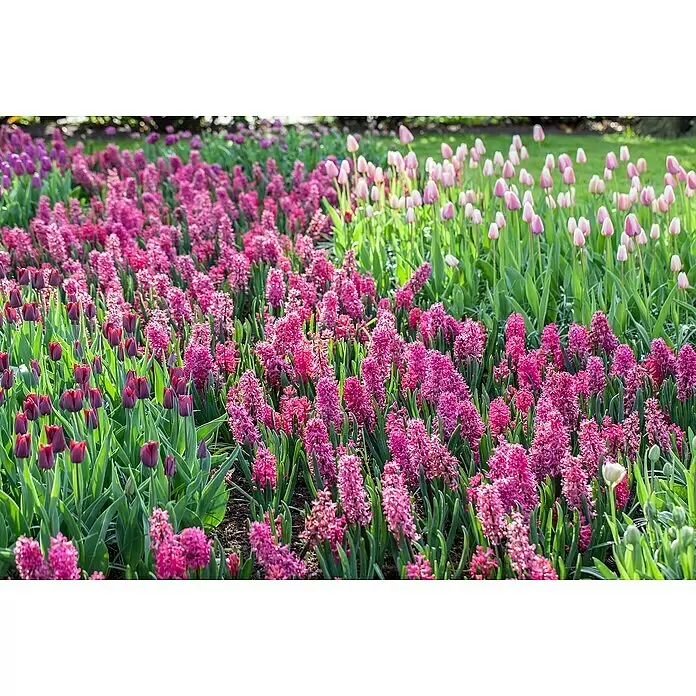 Piardino Frühlingsblumenzwiebeln Hyazinthe - Hyacinthus orientalis, 1 Stk., Topfgröße: 9 cm - Stimmungsaufnahme