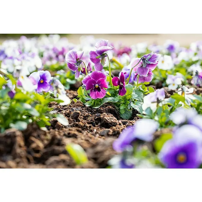 Piardino Hornveilchen 10er Clayette - Viola cornuta, Sortenabhängig, 10 Stk. - Nahaufnahme von bunten Stiefmütterchen im Beet, die ihre zarten Blüten in verschiedenen Violett- und Weißtönen präsentieren.