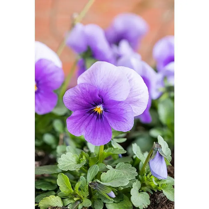 Piardino Hornveilchen 10er Clayette - Viola cornuta, Sortenabhängig, 10 Stk. - Nahaufnahme einer lila Blüte im Garten, die Schönheit und Ruhe der Natur einfängt, mit sanften Blättern im Hintergrund.