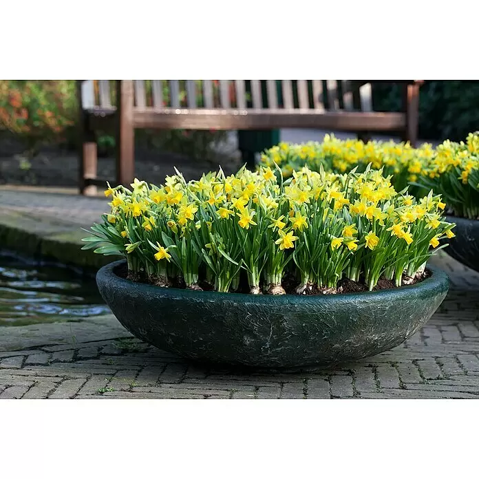 Piardino Narzissen 6er PackNarcissus pseudonarcissus 'Tête-à-Tête' Mood Shot