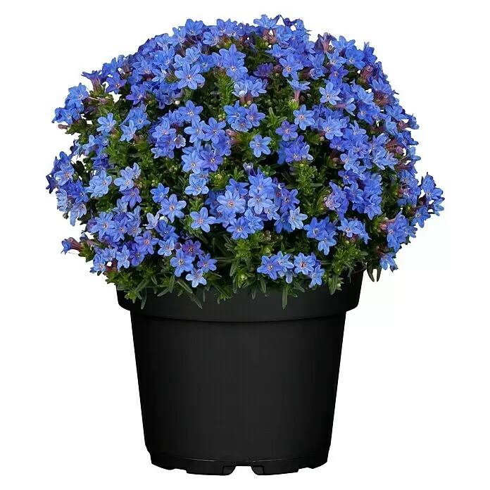 Piardino Staude Steinsame - Lithodora diffusa - Eine leuchtende Pflanze mit blauen Blüten in einem runden schwarzen Topf.