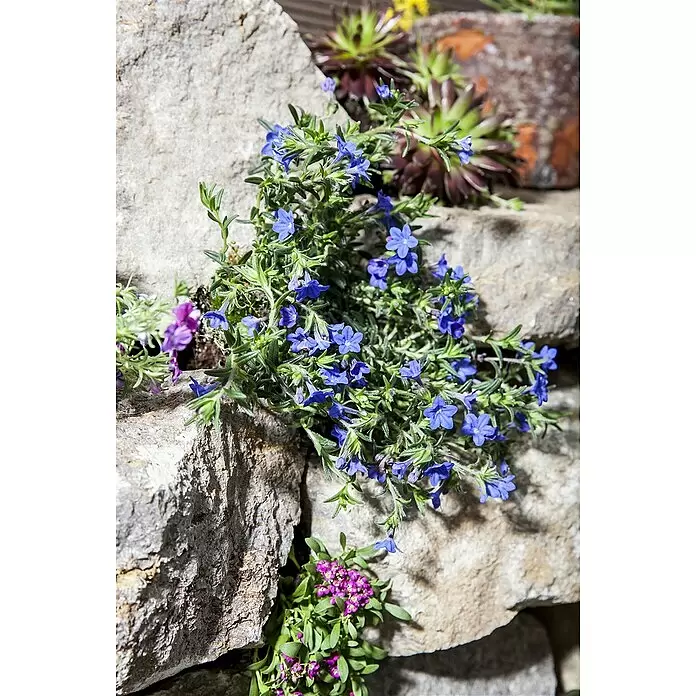 Piardino Staude Steinsame - Lithodora diffusa - Leuchtend blaue und violette Blüten wachsen zwischen Natursteinen in einem Garten, mit Sukkulenten im Hintergrund.