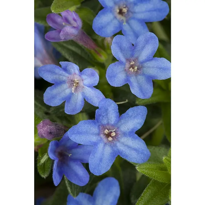 Piardino Staude Steinsame - Lithodora diffusa - Nahaufnahme von blauen Myosotis Scorpioides Blüten mit fünf Blütenblättern und grünen Blättern.