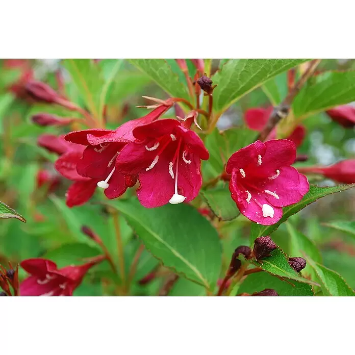 Piardino Ziersträucher-Mix Blühsträucher in Arten/Sorten - Topfgröße: 19 cm - Stimmungsaufnahme