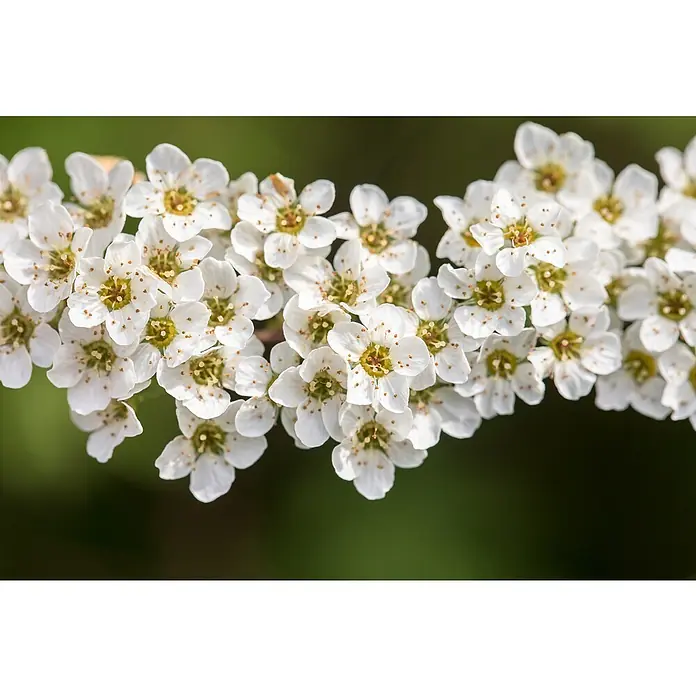 Piardino Ziersträucher-Mix Blühsträucher in Arten/Sorten - Topfgröße: 19 cm - Eine Nahaufnahme von zarten, weißen Spiraea-Blüten, die an einem Zweig hängen und deren feine Details und Texturen zur Geltung kommen.