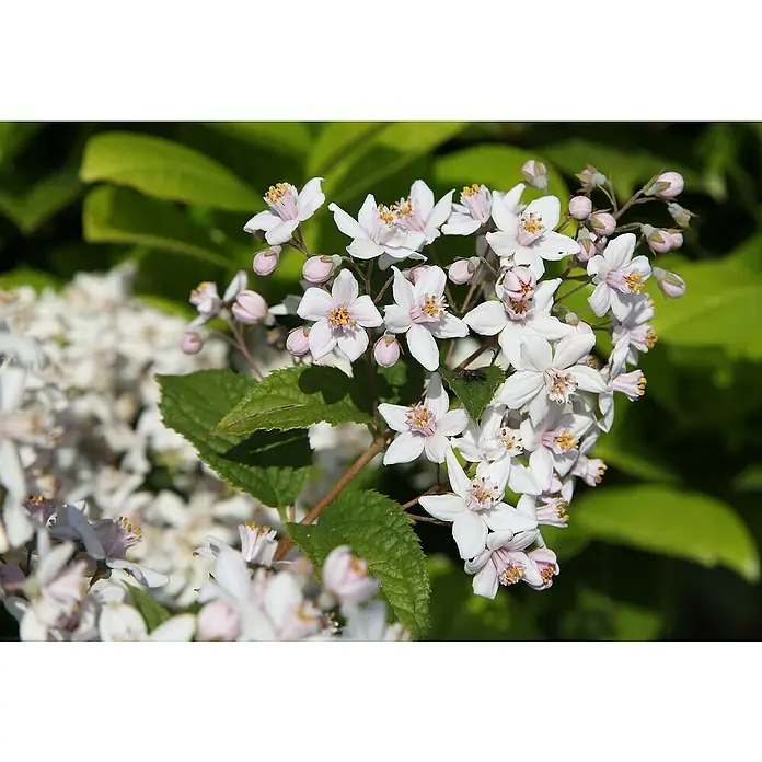 Piardino Ziersträucher-Mix Blühsträucher in Arten/Sorten - Topfgröße: 19 cm - Nahaufnahme von blassrosa Deutzia-Blüten mit gelben Staubgefäßen, umgeben von grünen Blättern, die die zarte Schönheit der Pflanze hervorheben.