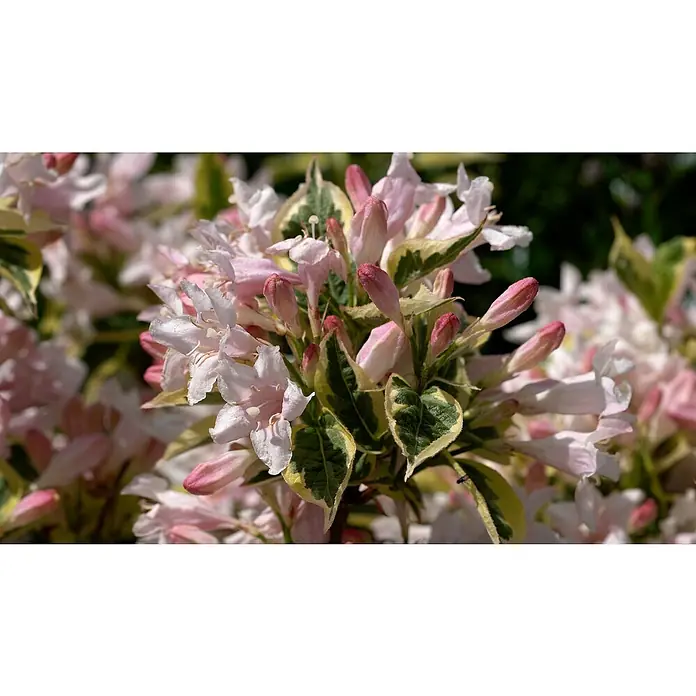 Piardino Ziersträucher-Mix Blühsträucher in Arten/Sorten - Topfgröße: 19 cm - Nahaufnahme von zarten, rosa blühenden Weigelien mit grün-gelb panaschierten Blättern, die die Schönheit und Anmut dieser Pflanze hervorheben.