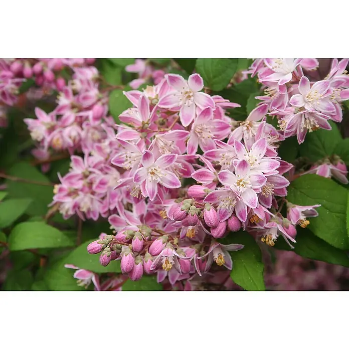 Piardino Ziersträucher-Mix Blühsträucher in Arten/Sorten - Topfgröße: 19 cm - Zarte, rosa gefärbte Deutzienblüten in voller Pracht, ein bezaubernder Anblick. Die Blütenblätter sind elegant geformt.