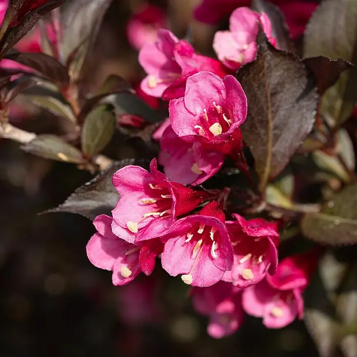 Piardino Ziersträucher-Mix Blühsträucher in Arten/Sorten - Topfgröße: 19 cm - Nahaufnahme von pinkfarbenen Weigelienblüten mit dunkelrotem Laub.