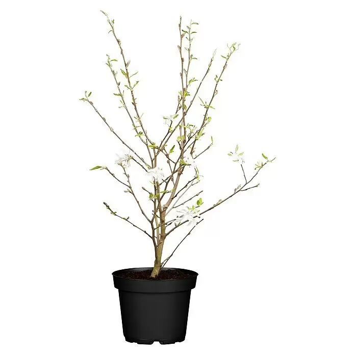 Piardino Magnolie - Magnolia liliiflora Susan, Topfgröße: 30 cm - Vorderansicht