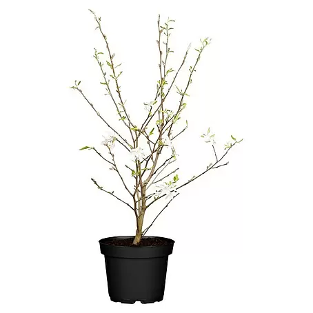 Piardino  Magnolie