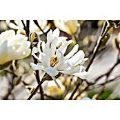 Magnolia lilliflora 10 Susan, Soulangean