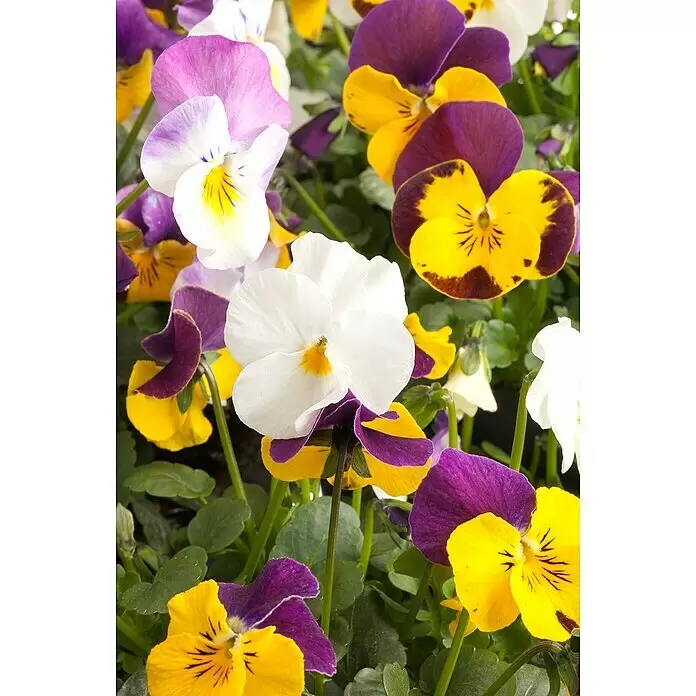 Piardino Hornveilchen - Viola cornuta in Sorten, Dreifarbig/Sortenabhängig - Lebendige Stiefmütterchen in Lila, Gelb und Weiß blühen in einer Gartenumgebung.