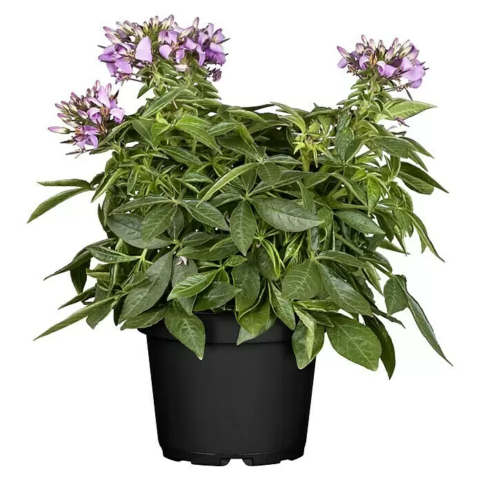 Piardino Spinnenblume - Cleome - Vorderansicht
