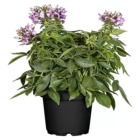 Piardino  Spinnenblume