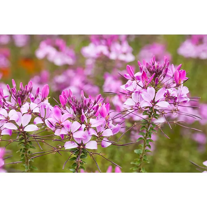 Piardino SpinnenblumeCleome - Nahaufnahme der Cleome-Spinosa-Blüten, die mit ihren zarten rosa Blütenblättern und filigranen Stacheln eine elegante Schönheit zeigen.