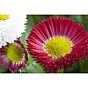 Bellis perennis 13 Trio