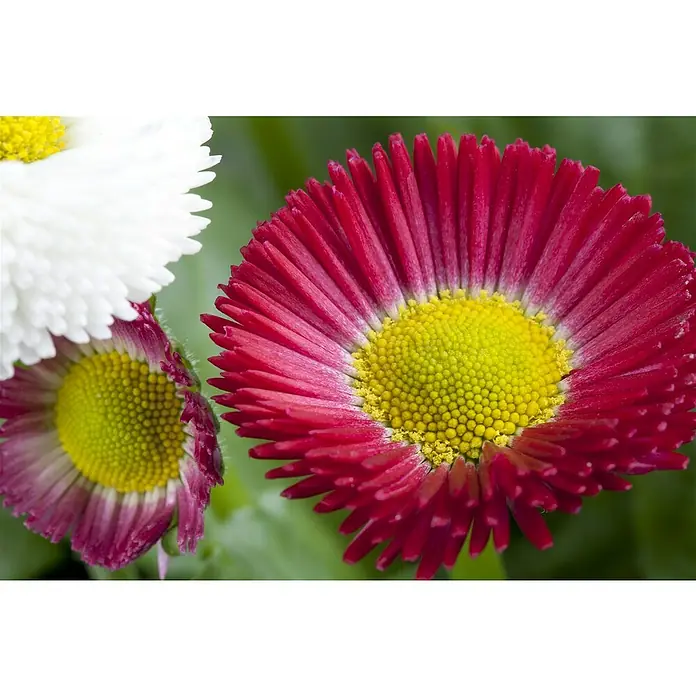 Piardino Gänseblümchen Trio - Bellis perennis - Nahaufnahme von Bellis Blumen in Weiß und Rot mit gelber Mitte. Die Blütenblätter sind dicht und verleihen der Blüte ein üppiges Aussehen.