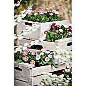 Bellis perennis 13 Trio