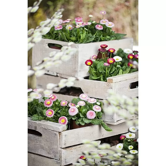 Piardino Gänseblümchen Trio - Bellis perennis - Gestapelte helle Holzkisten, gefüllt mit leuchtend rosa, roten und weißen Gänseblümchen, umgeben von verschwommenen Weidenkätzchenzweigen.