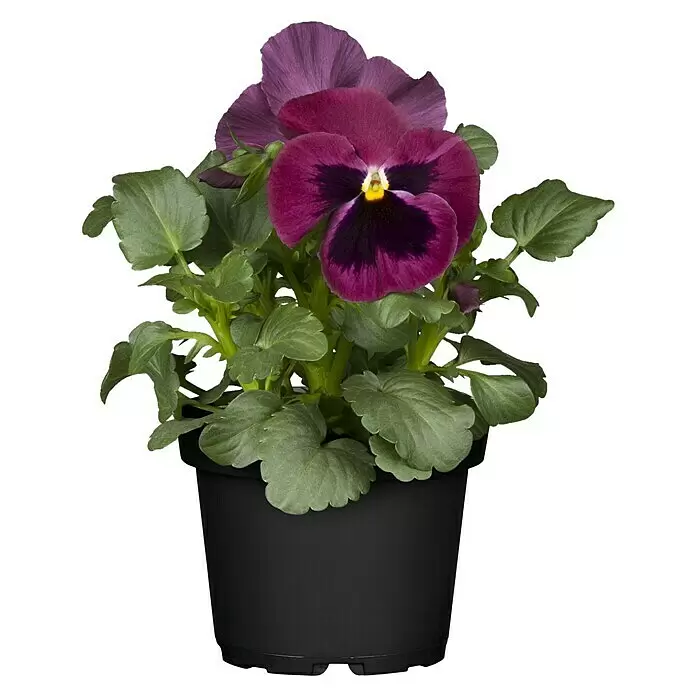 Piardino Garten-Stiefmütterchen - Viola wittrockiana, Topfgröße: 13 cm, Sortenabhängig - Vorderansicht