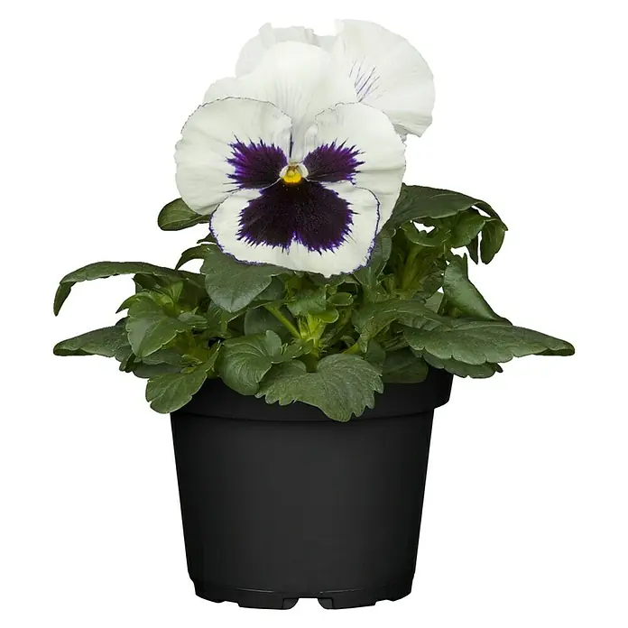 Piardino Garten-Stiefmütterchen - Viola wittrockiana, Topfgröße: 13 cm, Sortenabhängig - Nahaufnahme einer weißen Stiefmütterchen-Pflanze mit violetten Akzenten in einem schwarzen Topf, die ihre zarten Blüten und grünen Blätter zeigt.