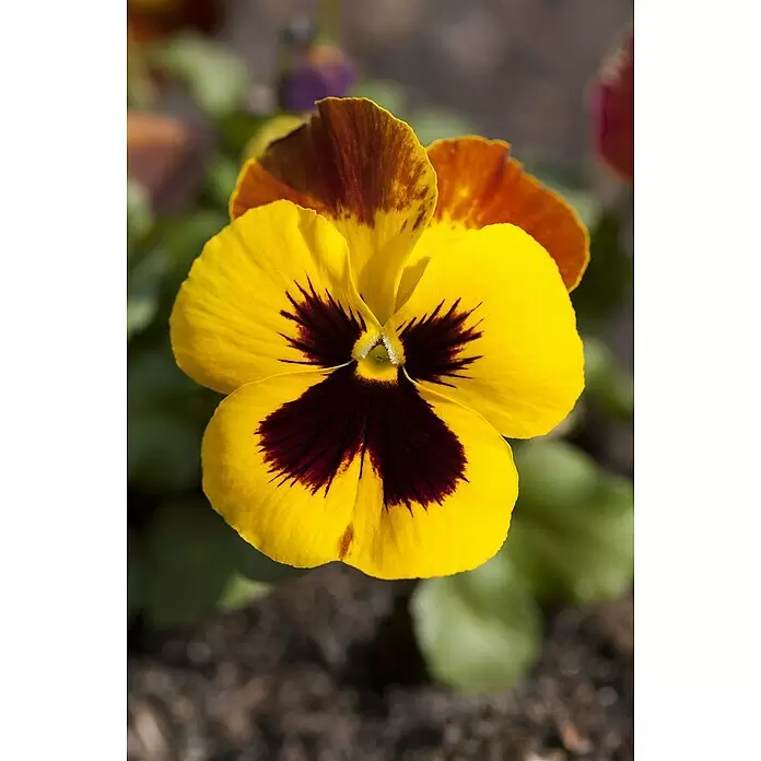 Piardino Garten-Stiefmütterchen - Viola wittrockiana, Topfgröße: 13 cm, Sortenabhängig - Stimmungsaufnahme