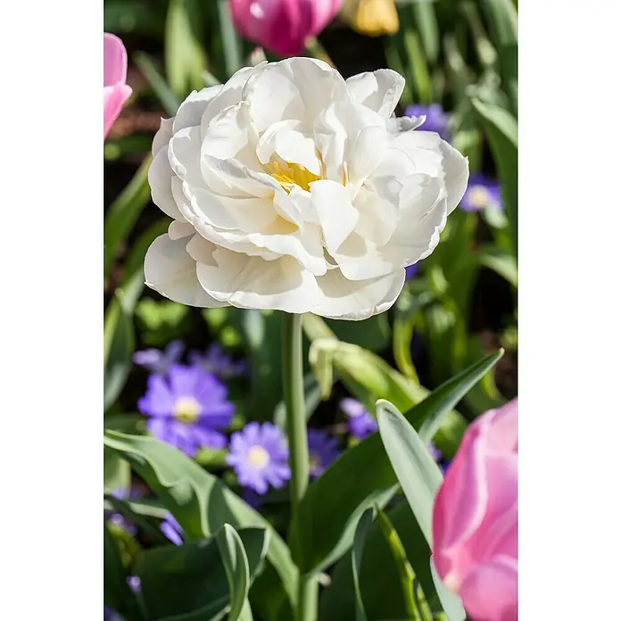 Piardino Frühlingsblumenzwiebeln Tulpe Popcorn - Tulipa 'Popcorn', 1 Stk. - Nahaufnahme einer eleganten, weißen Tulpe inmitten eines Gartens, umgeben von grünen Blättern und sanften, blauen Blüten.