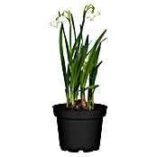 Leucojum aestivum 12Spring Snowdrop