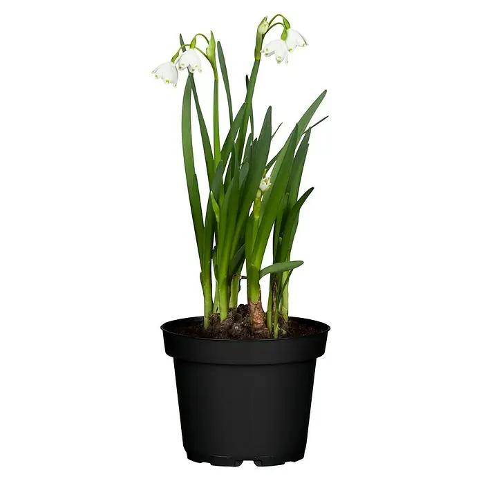 Piardino Frühlingsblumenzwiebeln Sommer-Knotenblume - Leucojum aestivum - Eine Topfpflanze mit zarten, weißen Märzenbechern, die durch ihr frisches Grün und die glockenförmigen Blüten besticht.
