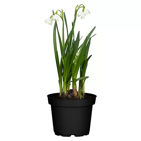 Piardino  Frühlingsblumenzwiebeln Sommer-Knotenblume