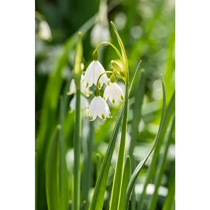 Piardino Frühlingsblumenzwiebeln Sommer-Knotenblume - Leucojum aestivum - Nahaufnahme von zarten, glockenförmigen, weißen Sommerknotenblumen mit grünen Punkten, umgeben von langem, grünen Gras.