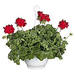 Piardino Zonal-Pelargonie (Pelargonium 'Calliope'®, Rot)