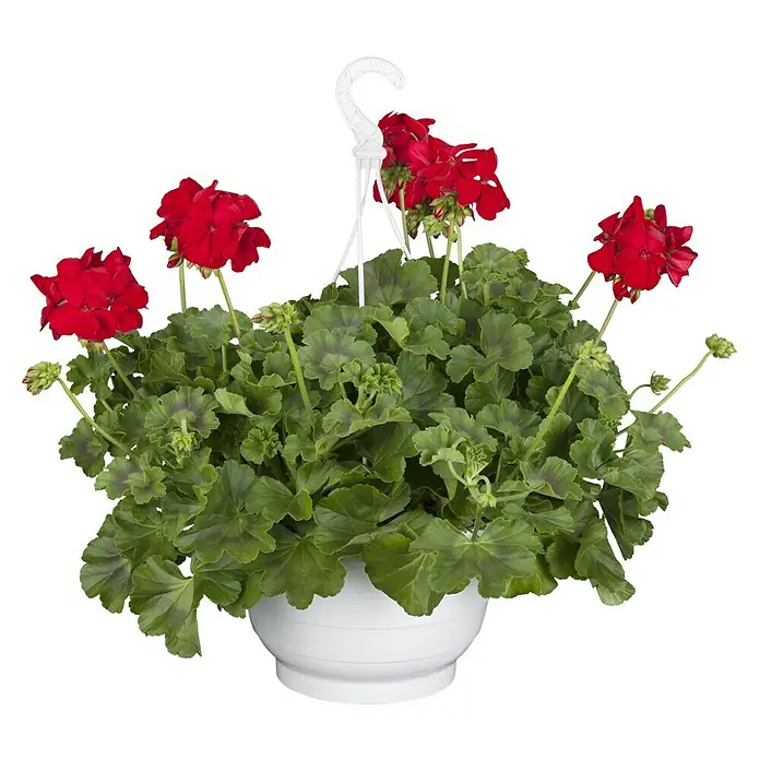 Piardino Zonal-Pelargonie - Pelargonium 'Calliope'®, Rot - Ein Hängekorb mit leuchtend roten Geranienblüten und üppig grünem Laub in einem weißen Topf, der eine fröhliche Note verleiht.