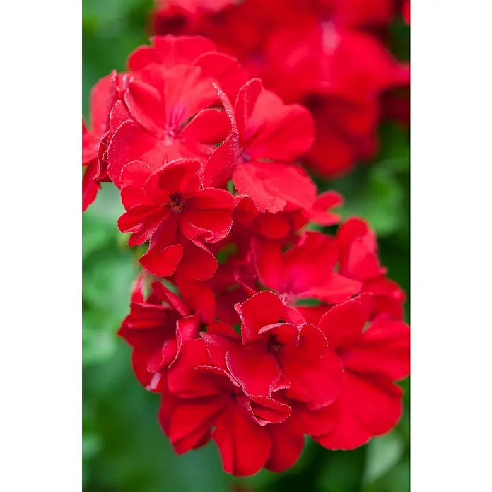 Piardino Zonal-Pelargonie - Pelargonium 'Calliope'®, Rot - Nahaufnahme von leuchtend roten Geranienblüten mit sanften Grüntönen im Hintergrund, die die Schönheit der Blumen hervorheben.