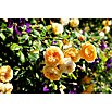 Topfrose (Rosa Hybride, Topfvolumen: 5 l, Blütenfarbe: Sortenabhängig) | BAUHAUS