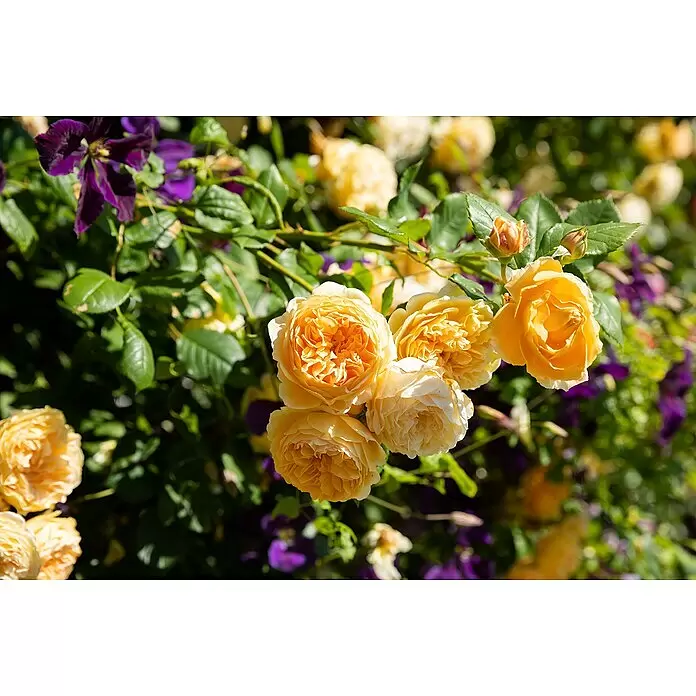 Piardino Kletterrose - Rosa Hybride Climbing Chinatown, Topfgröße: 19 cm, Gelb - Leuchtend gelbe Rosen und tiefviolette Blüten blühen inmitten grüner Blätter in einem Garten.