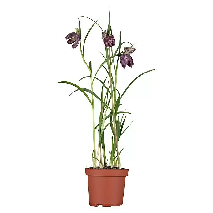 Piardino Frühlingsblumenzwiebeln Schachblume - Fritillaria meleagris - Vorderansicht