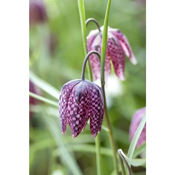 Piardino Frühlingsblumenzwiebeln SchachblumeFritillaria meleagris - Nahaufnahme einer Schachblume in violett-weißem Schachbrettmuster, die an einem grünen Stängel im Garten hängt.