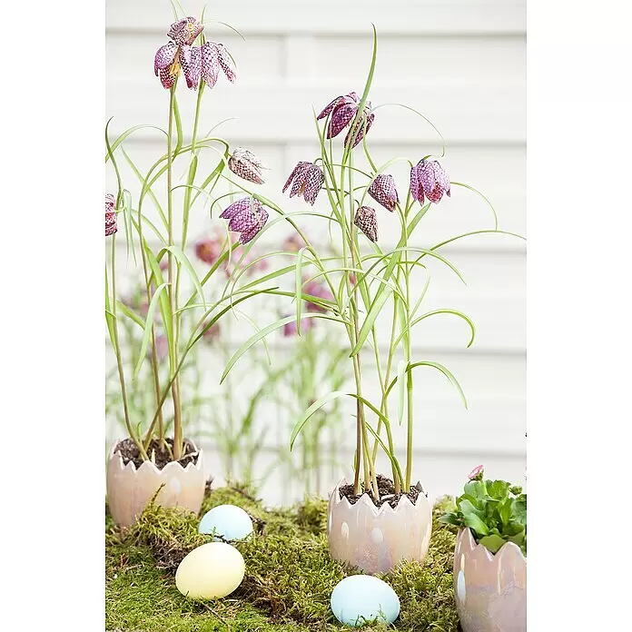 Piardino Frühlingsblumenzwiebeln Schachblume - Fritillaria meleagris - Stimmungsaufnahme