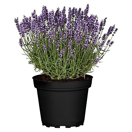 Piardino Lavendel (Lavandula angustifolia, Blütenfarbe: Violett, Erntezeit: Juni)