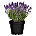 Piardino Lavanda 