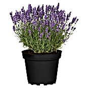 Piardino Lavanda (Lavendula angustifolium, Color de flor: Violeta, Cosecha: Junio) | BAUHAUS