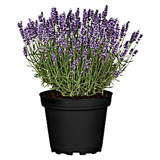 Piardino Lavanda (Lavandula angustifolia 'Blue Scent', Tamaño de maceta: 11 cm, Violeta)