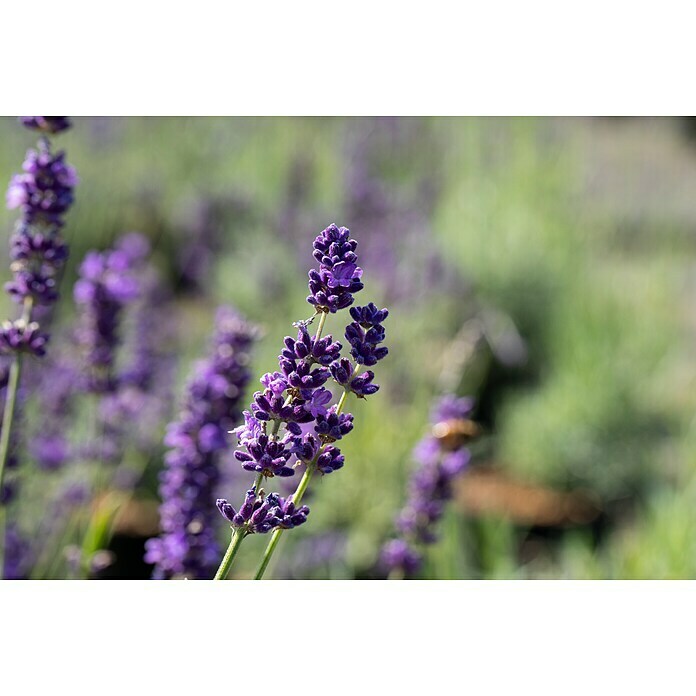 Piardino LavendelLavandula angustifolia, Blütenfarbe: Violett, Erntezeit: Juni - September Mood Shot