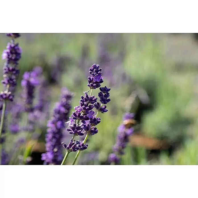 Piardino Lavendel - Lavandula angustifolia, Blütenfarbe: Violett, Erntezeit: Juni - Nahaufnahme leuchtend violetter Lavendelblüten an grünen Stielen.
