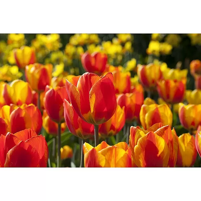 Piardino Frühlingsblumenzwiebeln Tulpe Flair - Tulipa Hybride, Topfgröße: 9 cm - Leuchtende rot-gelbe Tulpen blühen in einem sonnigen Garten.