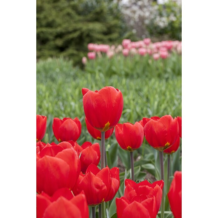 Tulipa gesneriana 9 Red Flair